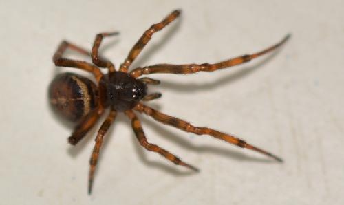 Steatoda bipunctata
